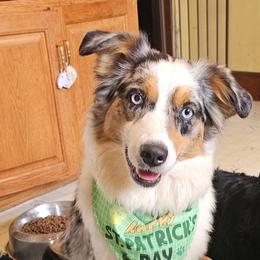 Australian Shepherds from Carper Farm Aussies