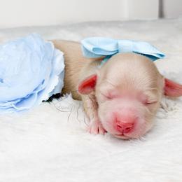 Bubbles - Cream female Dachshund puppy in Redding, California from Jean & Mae Doxies