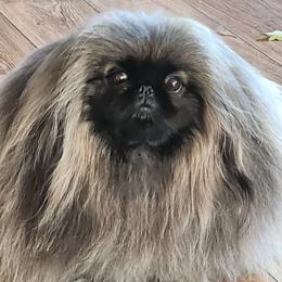 Annie - Pekingese