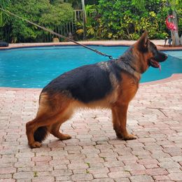 Fendi - German Shepherd