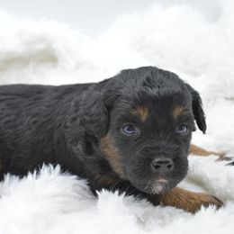 Assorted Doodle Crosses, Aussiedoodles, Australian Shepherds, and Miniature Australian Shepherds from North Lake Doodles