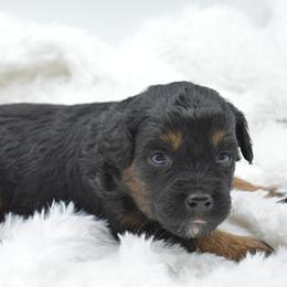 Assorted Doodle Crosses, Aussiedoodles, Australian Shepherds, and Miniature Australian Shepherds from North Lake Doodles