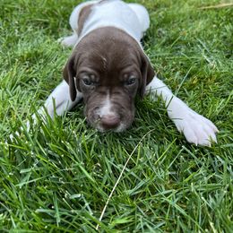 German Shorthaired Pointer Puppies from Chasing Kaya GSP Breeder