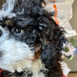 Banksy - Tri-color Bernedoodle puppy in Park City, Utah from Birdie Bernedoodles