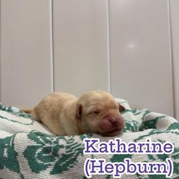 Katherine - Yellow female Labrador Retriever puppy in Lucasville, Ohio from Backwoods Labradors