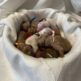 Purple Collar Female - Parti female Goldendoodle puppy in Bradenton, Florida from Suncoast Goldendoodles