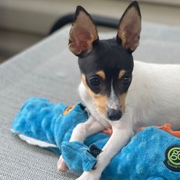Steve - White black and tan male Toy Fox Terrier puppy in Shawnee, Oklahoma from Heartland Toy Fox Terriers
