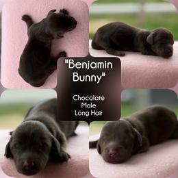 Boy 2 - Benjamin Bunny - Chocolate male Dachshund puppy in London, Kentucky from Steele Half Acre Homestead