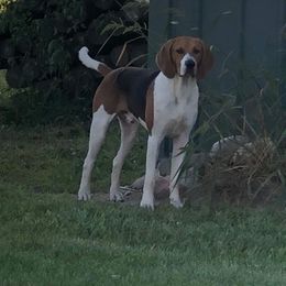 Gumbo - Treeing Walker Coonhound