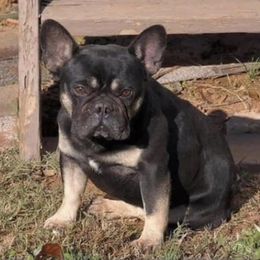 French Bulldogs from Cathcart Family Frenchies