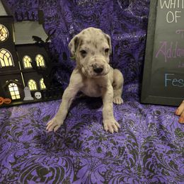 Boy 3 - male Great Dane puppy in Batavia, New York from White House of Danes