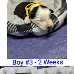 Australian Shepherd and Great Dane Puppies from AEW Farm