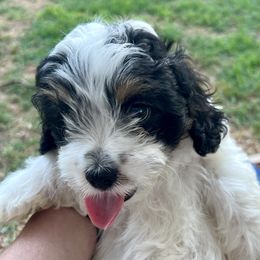 Stormy - Black and white male Cavapoo puppy in Springfield, Missouri from Ozark Mountain Cavaliers