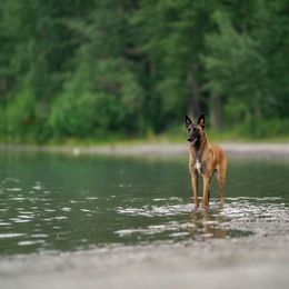 Belgian Malinois Puppies from Ak Hell Hounds