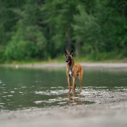 Belgian Malinois Puppies from Ak Hell Hounds