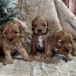 Cavapoos, Cockapoos, and Poodles from Shaffer Top Notch Puppies