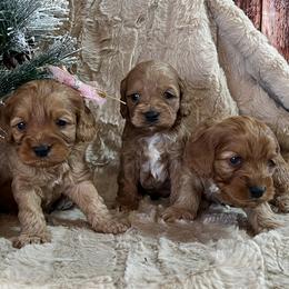 Cavapoos, Cockapoos, and Poodles from Shaffer Top Notch Puppies