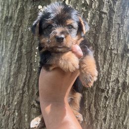 Woodstock - Black and tan male Yorkipoo puppy in Shelby, North Carolina from Precious pups dynasty kennel