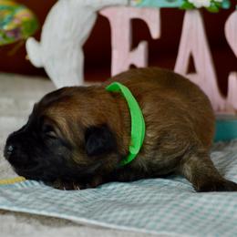 Lollipop - Wheaten female Soft Coated Wheaten Terrier puppy in Kirksville, Missouri from BellSharps Australian Shepherds