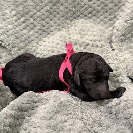 Cupcake - Black female Poodle puppy in Salmon, Idaho from Stunningly Sweet Standards