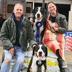Greater Swiss Mountain Dogs from Silver Oak Swissies