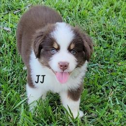 JJ - Red tri male Miniature Australian Shepherd puppy in Waxhaw, North Carolina from Cane Creek Aussies