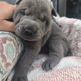 Liberty - Blue dilute female Chinese Shar-Pei puppy in Four Oaks, North Carolina from DCSHARPEI