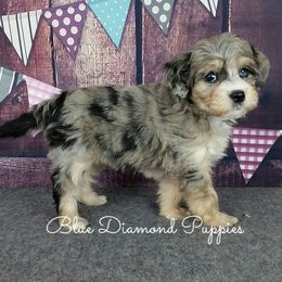 Cavapoo and Aussiedoodle Puppies from Blue Diamond Puppies