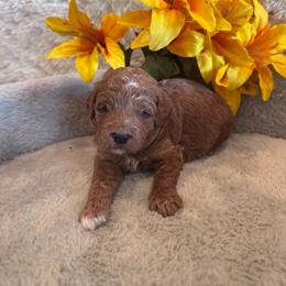 Male 2 - Red  male Goldendoodle puppy in Bucyrus, Missouri from Hill Top Pomskies