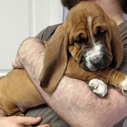 Maggie - Black white and brown female Basset Hound puppy in Imler, Pennsylvania from Happy Hounds