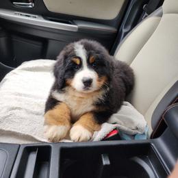 Bernese Mountain Dog Puppies from Allison Thornton