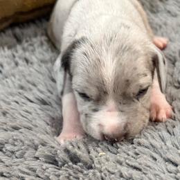 Blue merle1 light - Blue female Great Dane puppy in Greenville, South Carolina from Allen’s Ridge Ranch
