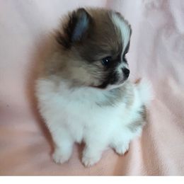 Pomeranian Puppies from Jaime's Pomeranians