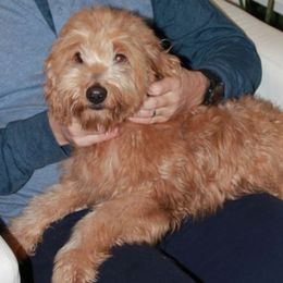 Goldendoodle adult dog