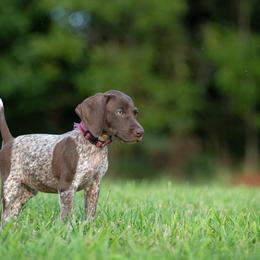German Shorthaired Pointer and Vizsla Puppies from Nosam Kennels