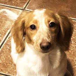 SOPHIE - Dachshund