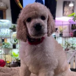 Idiom - White male Poodle puppy in Alaska from Rumor Haz It Kennels