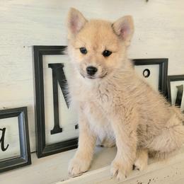Bowser - Wolf sable male Pomsky puppy in Sand Coulee, Montana from Big Sky Pomskies