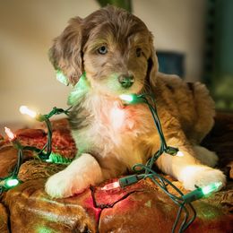 Aussiedoodle Puppies from Dinah Doodles and Aussies