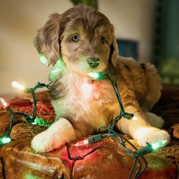 Aussiedoodle Puppies from Dinah Doodles and Aussies