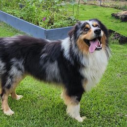 Koi - Australian Shepherd