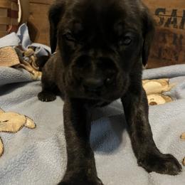 Mastiff Puppies from English Mastiff