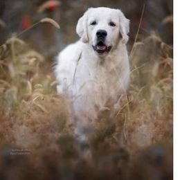 Sam - Golden Retriever