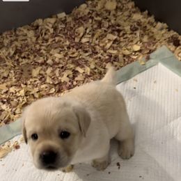 Labrador Retriever Puppies from Labs of Woodhaven
