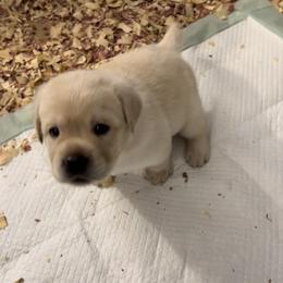Labrador Retriever Puppies from Labs of Woodhaven