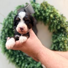 Toby - Tri-color male Bernedoodle puppy in Malvern, Arkansas from Cove Creek Companions