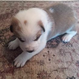 Basilio - Central Asian Shepherd Dog puppy in Staunton, Virginia from Spinaz de Can