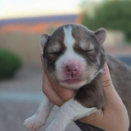 Roselle - Red and white female Siberian Husky puppy in Buckeye, Arizona from Anime Huskies