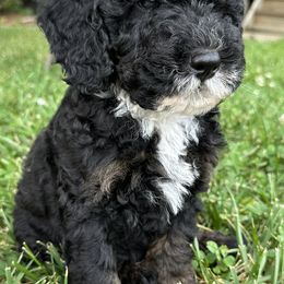 "Black Phantom ~ Male" Sheepadoodle Puppies from Dogwood Hills