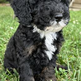 "Black Phantom ~ Male" Sheepadoodle Puppies from Dogwood Hills